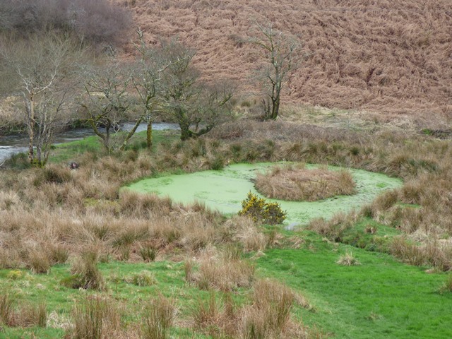 Swirls of vegetation and a riverside pond in the Inny Valley